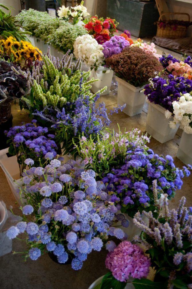 Eternal Grace: Timeless Blossom Elegance